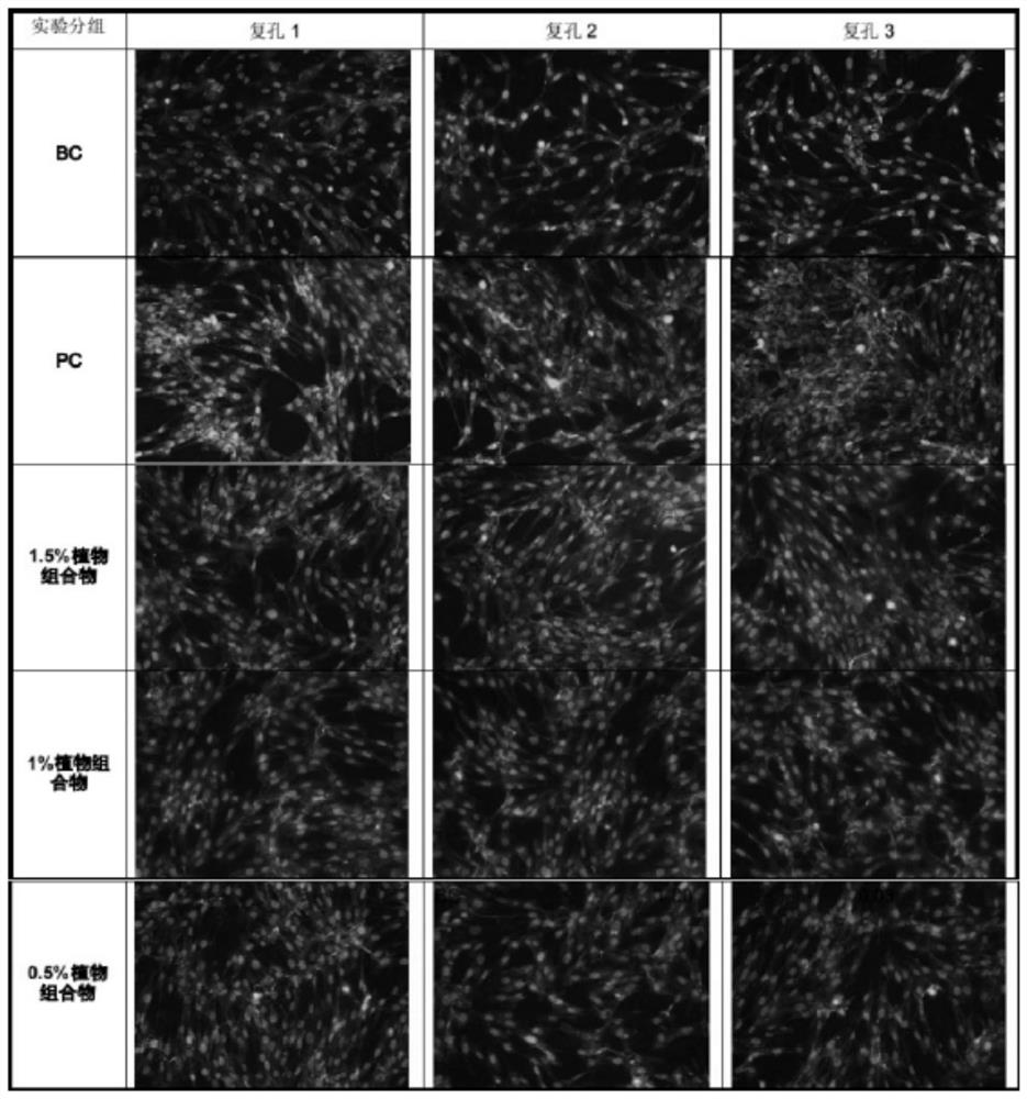 Plant composition with anti-aging effect and application of plant composition in cosmetics