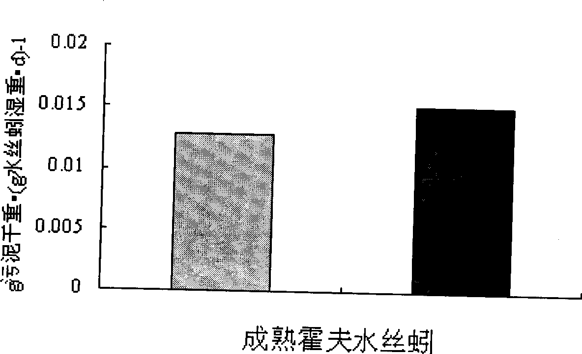 Method for improving sludge predation effect of limnodrilus hoffmeisteri