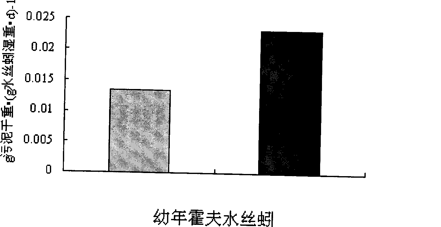 Method for improving sludge predation effect of limnodrilus hoffmeisteri