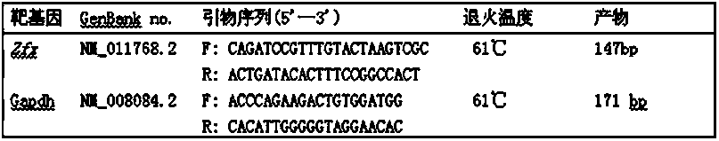 Ribonucleic acid (RNA) interference fragment of zinc finger-x (zfx) gene and application of RNA interference fragment in mouse sex control