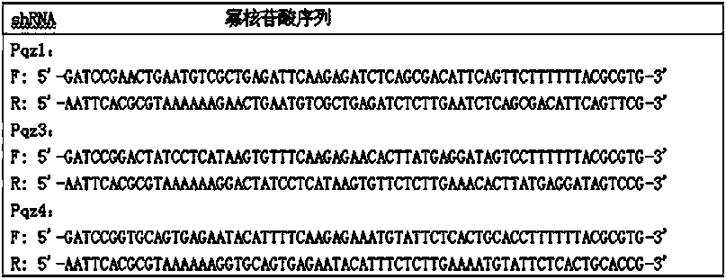 Ribonucleic acid (RNA) interference fragment of zinc finger-x (zfx) gene and application of RNA interference fragment in mouse sex control