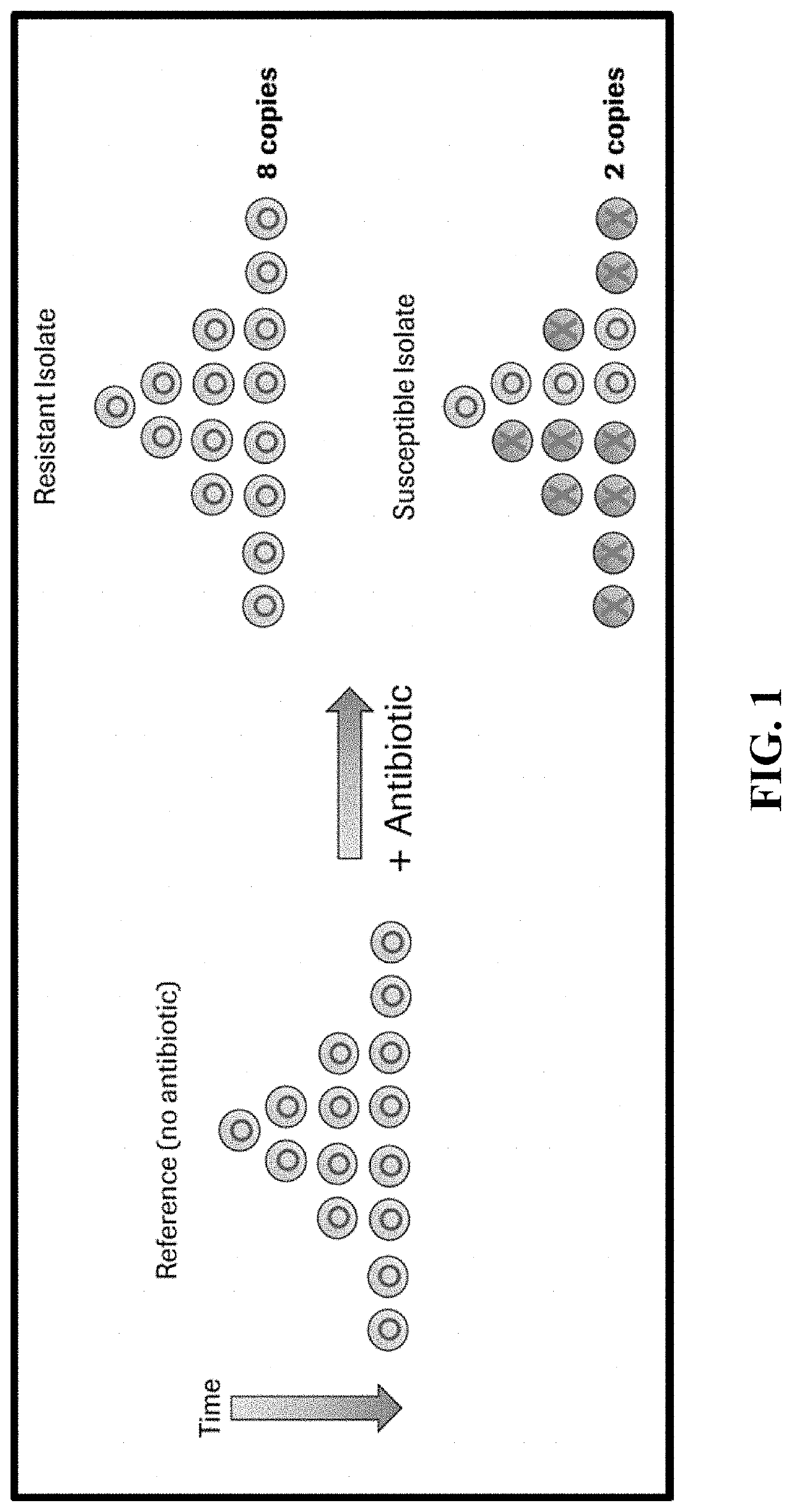 Compositions and methods for rapid identification and phenotypic antimicrobial susceptibility testing of bacteria and fungi