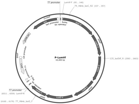 Preparation method for synthesizing microbial self-luminescence biosensor by using self-luminescence operon and corresponding biosensor and application