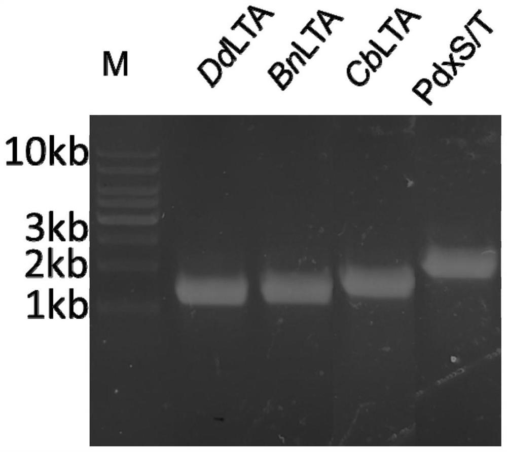 Engineering bacterium for co-expressing L-threonine aldolase and PLP synthase and application
