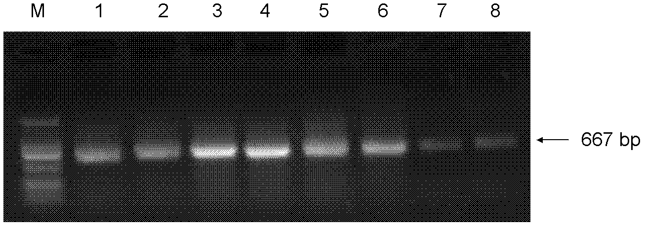 Method and kit for directly amplifying DNA (deoxyribonucleic acid) segment from biological material