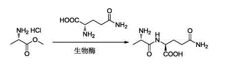 Preparation method and technological system for enzymatically synthesizing N(2)-L-alanyl-L-glutamine