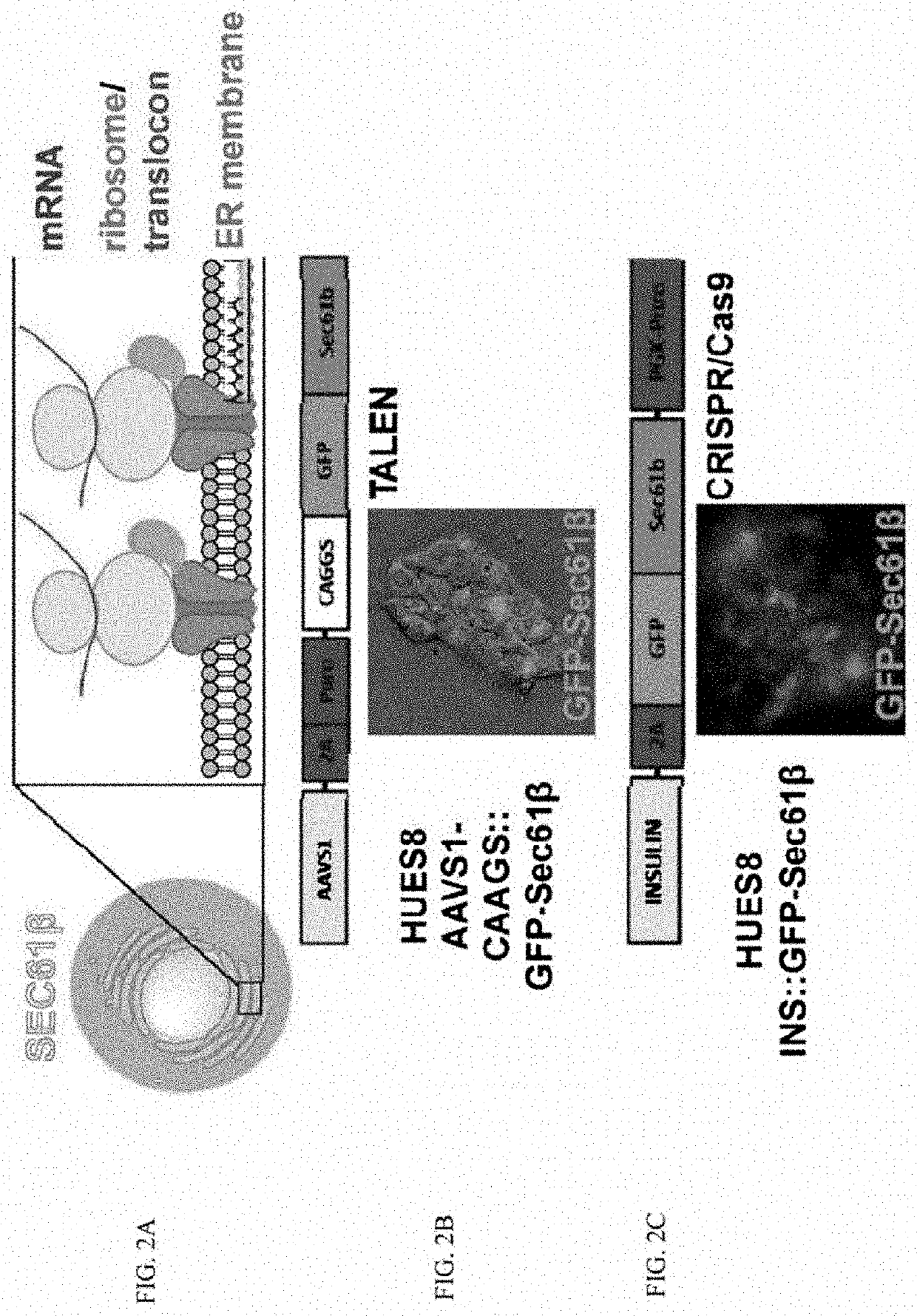 Methods and compositions for treating diabetes, and methods for enriching mRNA coding for secreted proteins