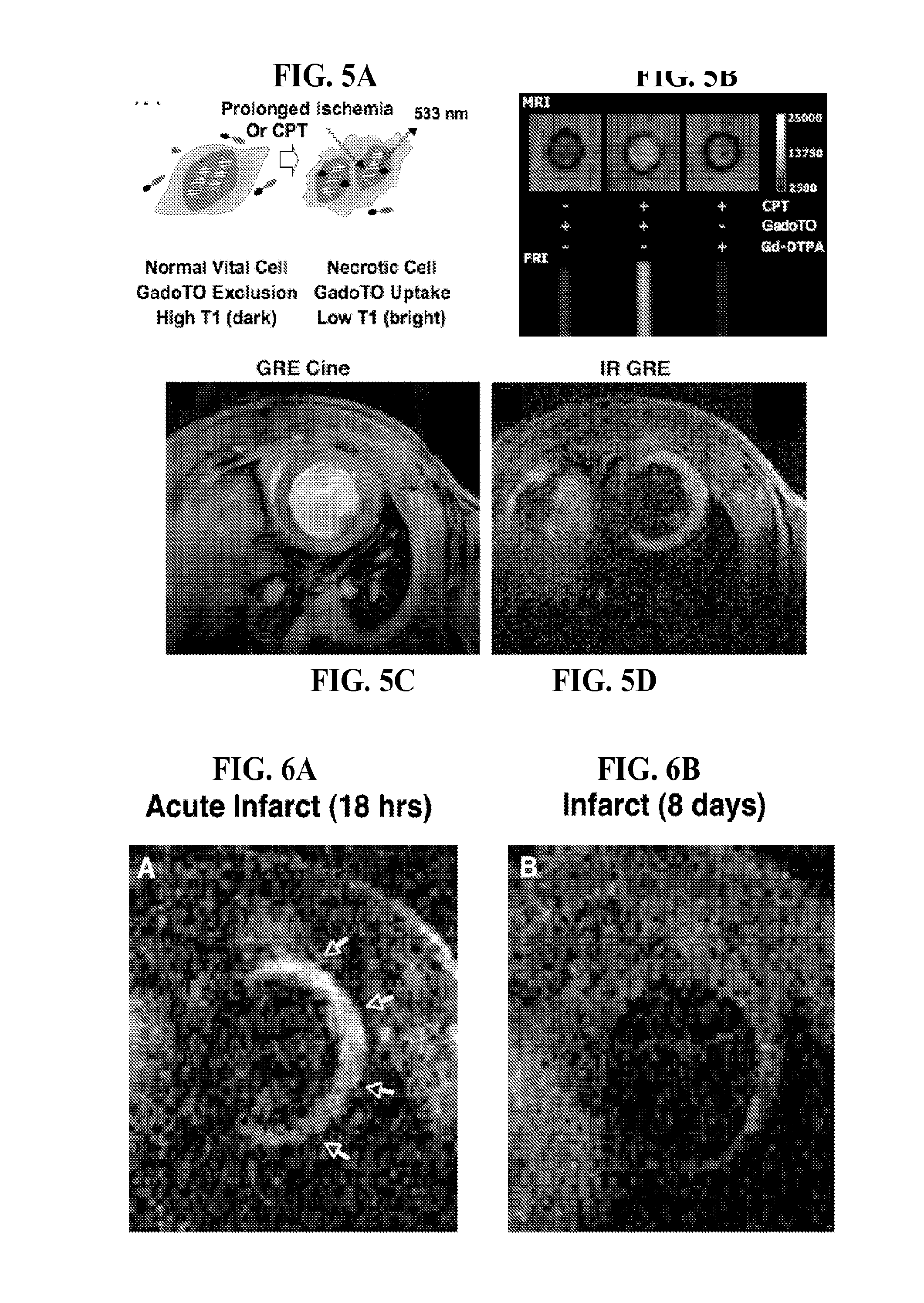 Vital fluorochrome conjugates and methods of use