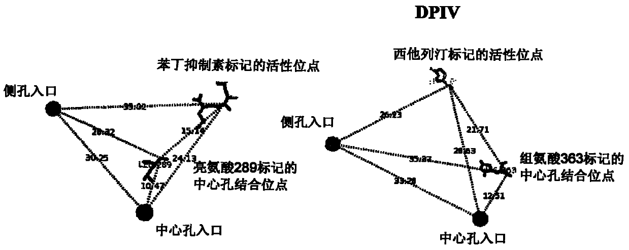 Dual alanyl-aminopeptidase and dipeptidyl-peptidase iv inhibitors