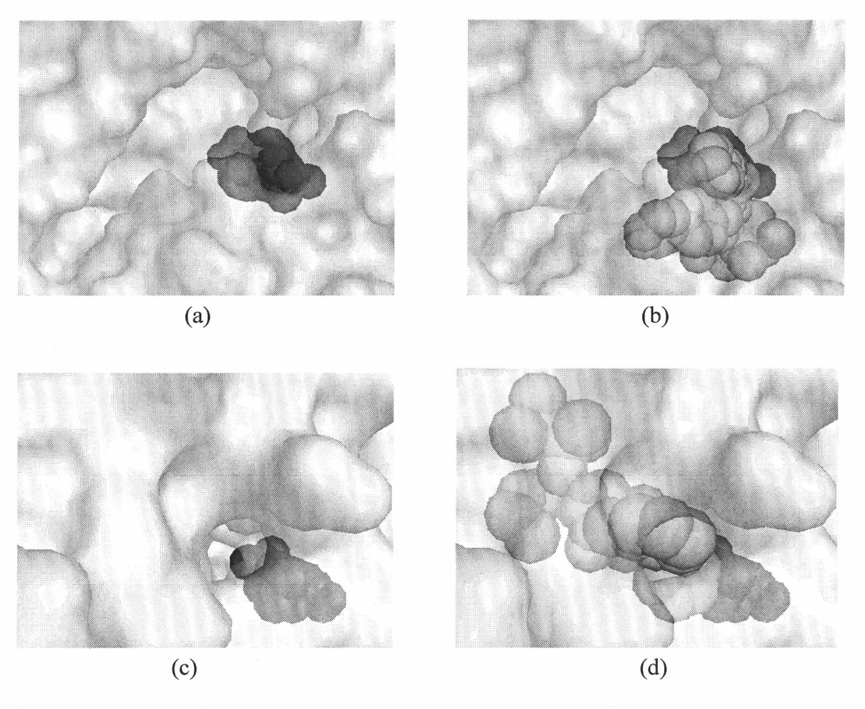 Dual alanyl-aminopeptidase and dipeptidyl-peptidase iv inhibitors