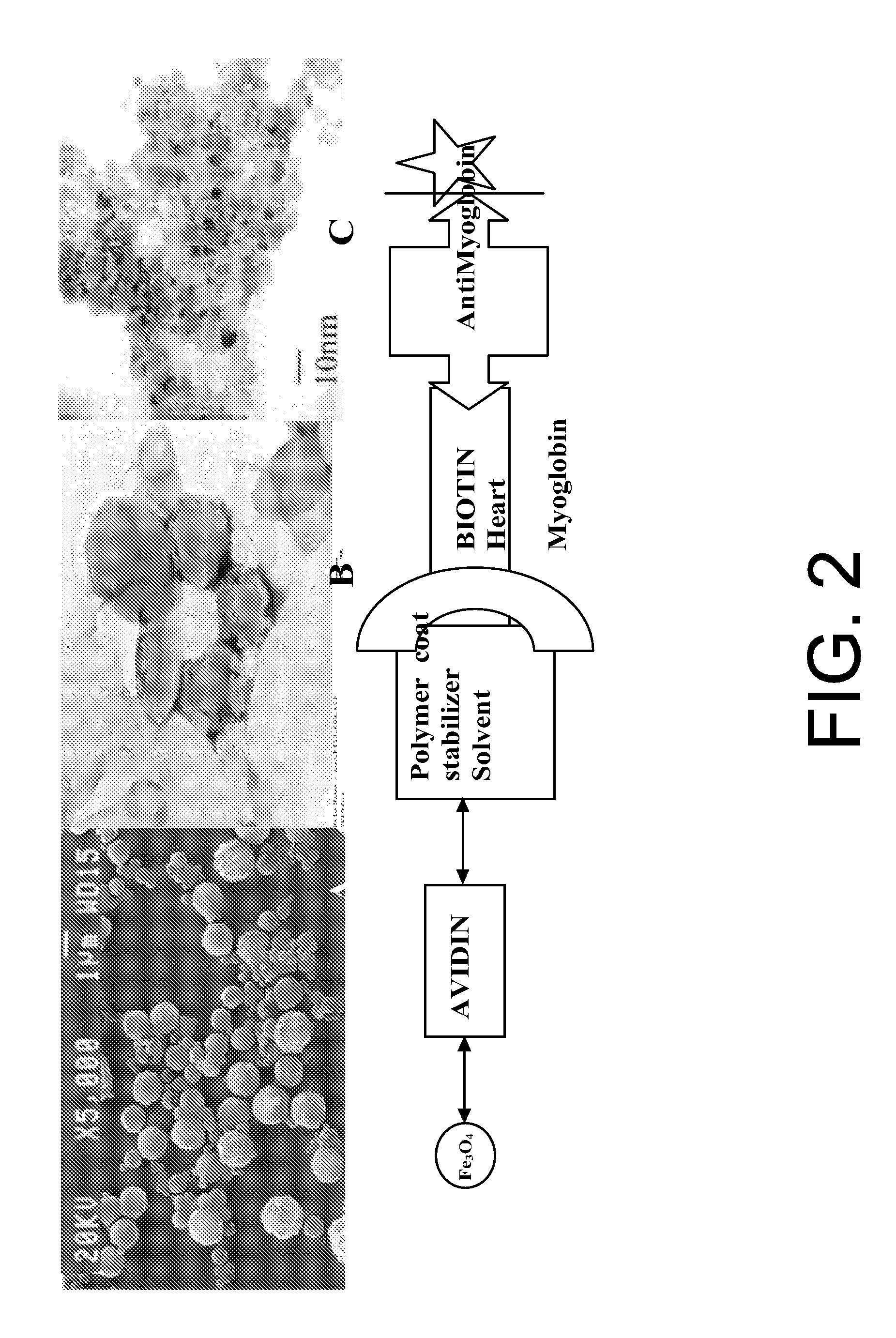 Nanoparticles that facilitate imaging of biological tissue and methods of forming the same