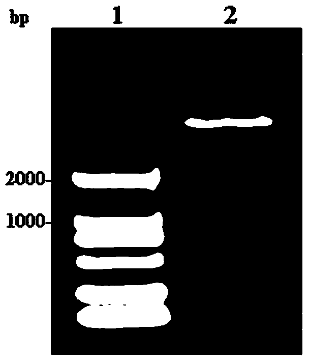 Method for improving soluble expression of microbial transglutaminase in escherichia coli