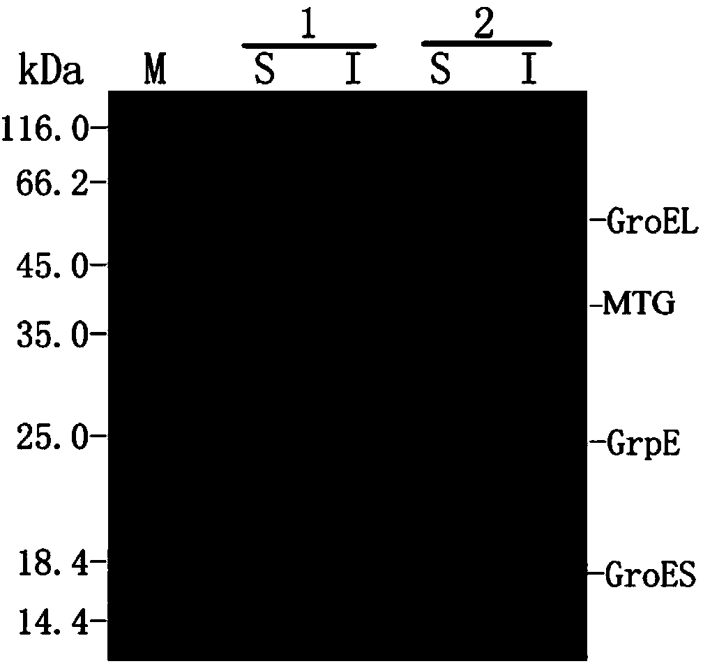 Method for improving soluble expression of microbial transglutaminase in escherichia coli