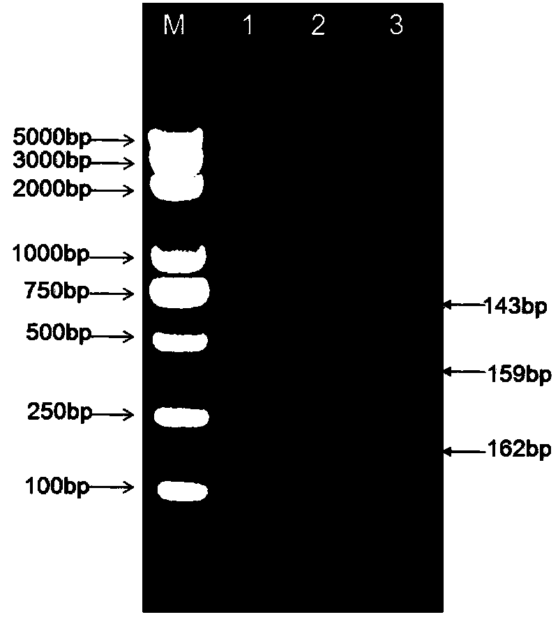 Shigella flora/serotype multiplex-PCR (polymerase chain reaction) detection primer set and kit