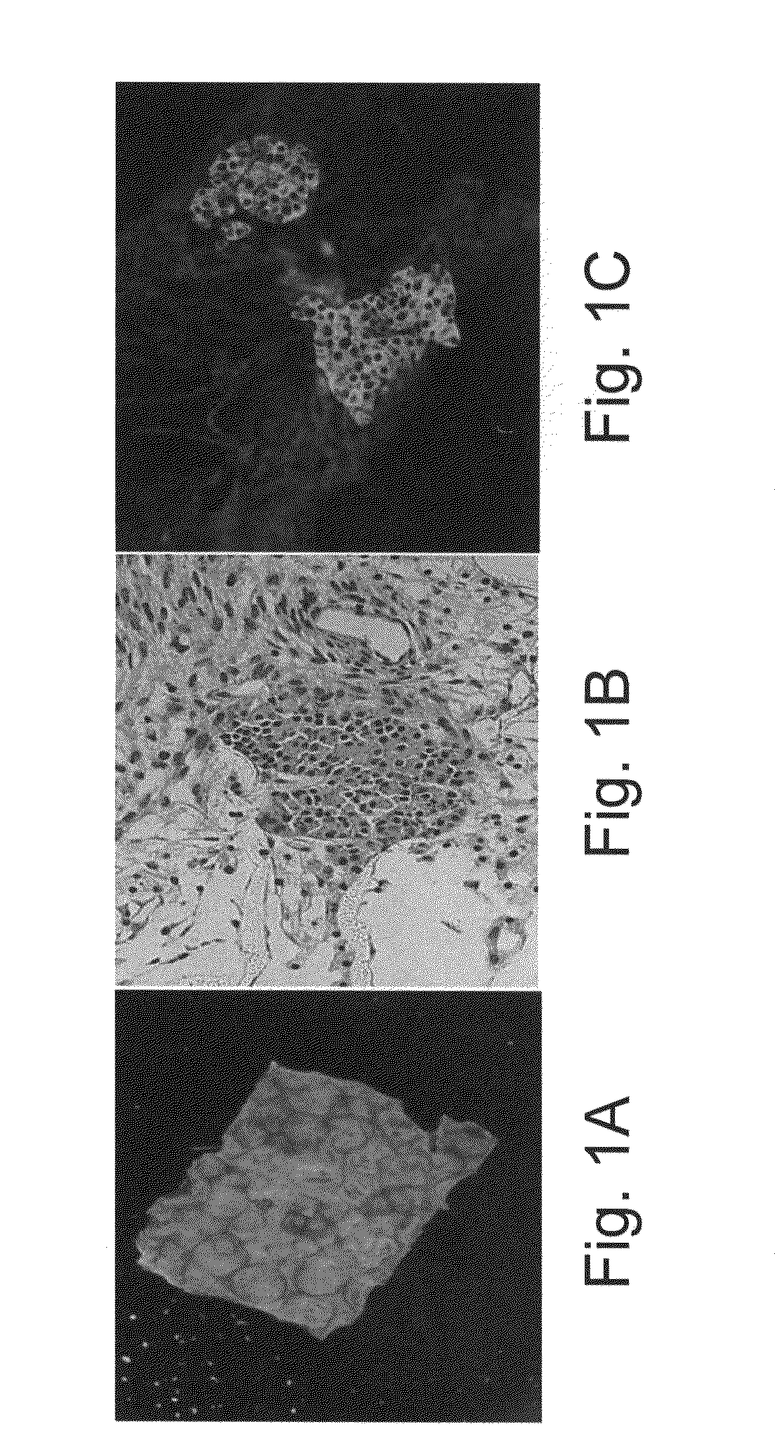 Vascularized islets and methods of producing same