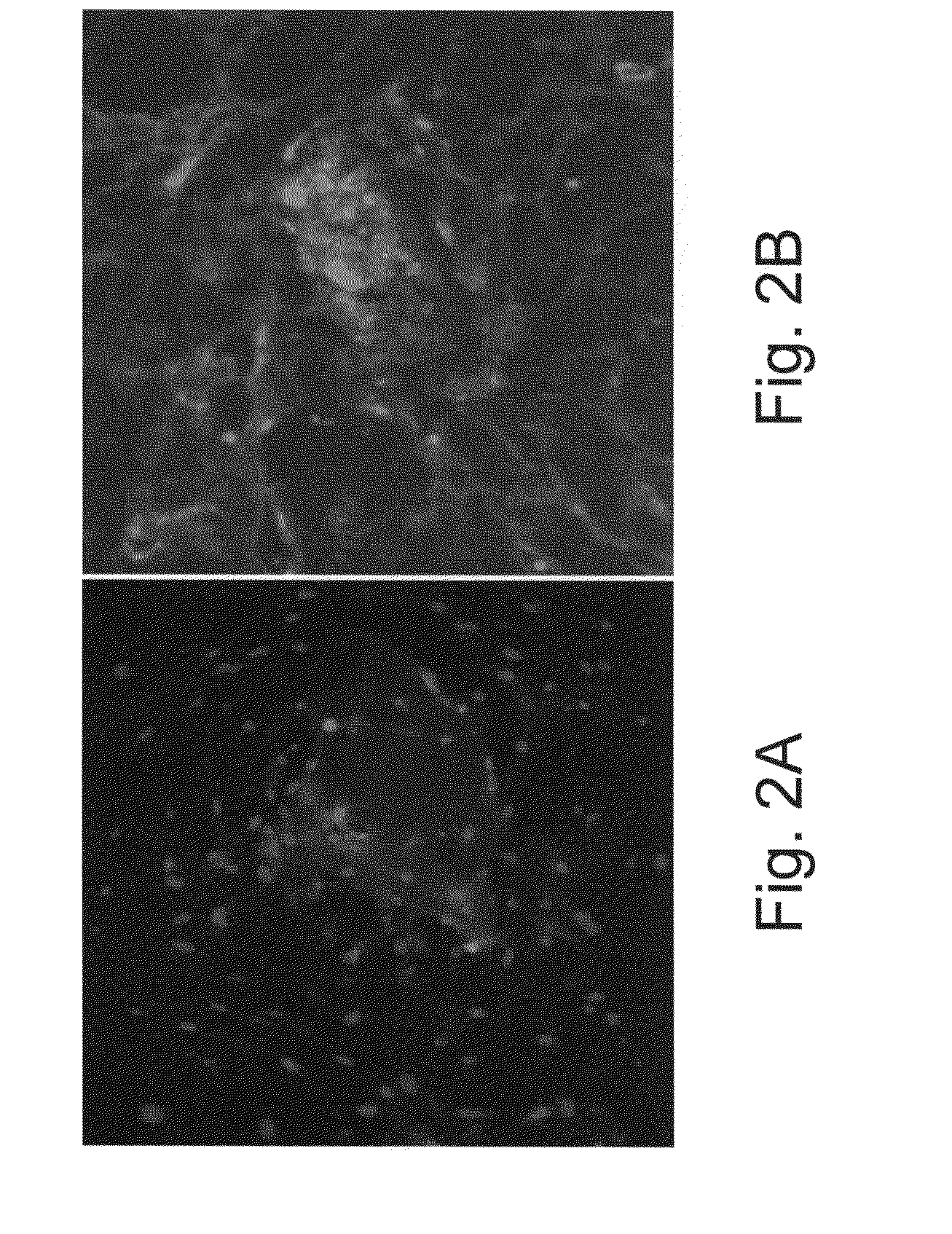 Vascularized islets and methods of producing same