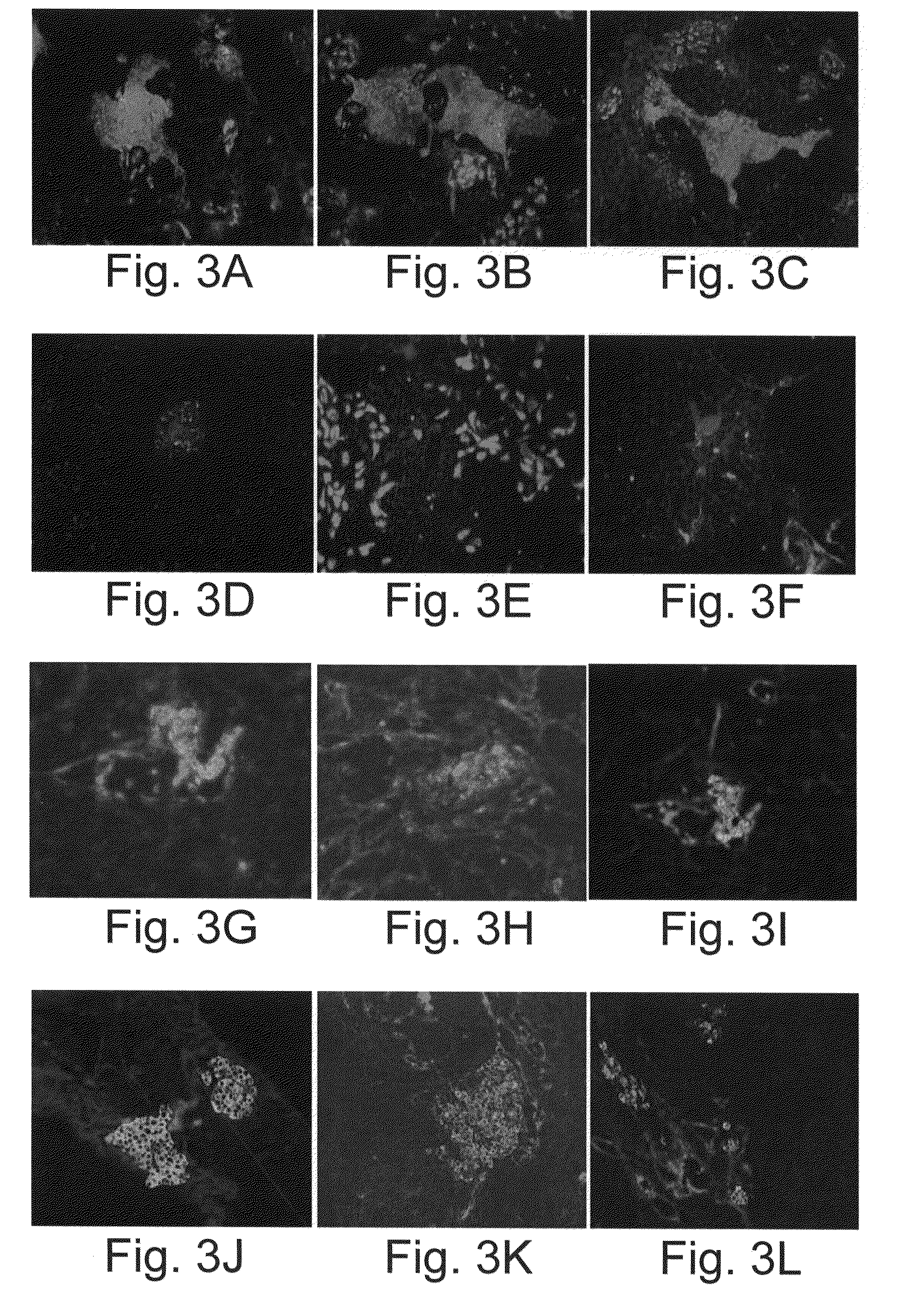 Vascularized islets and methods of producing same