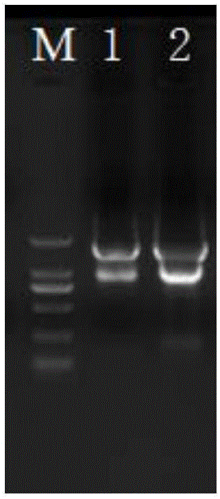 A kind of extraction method of fish oocyte total RNA