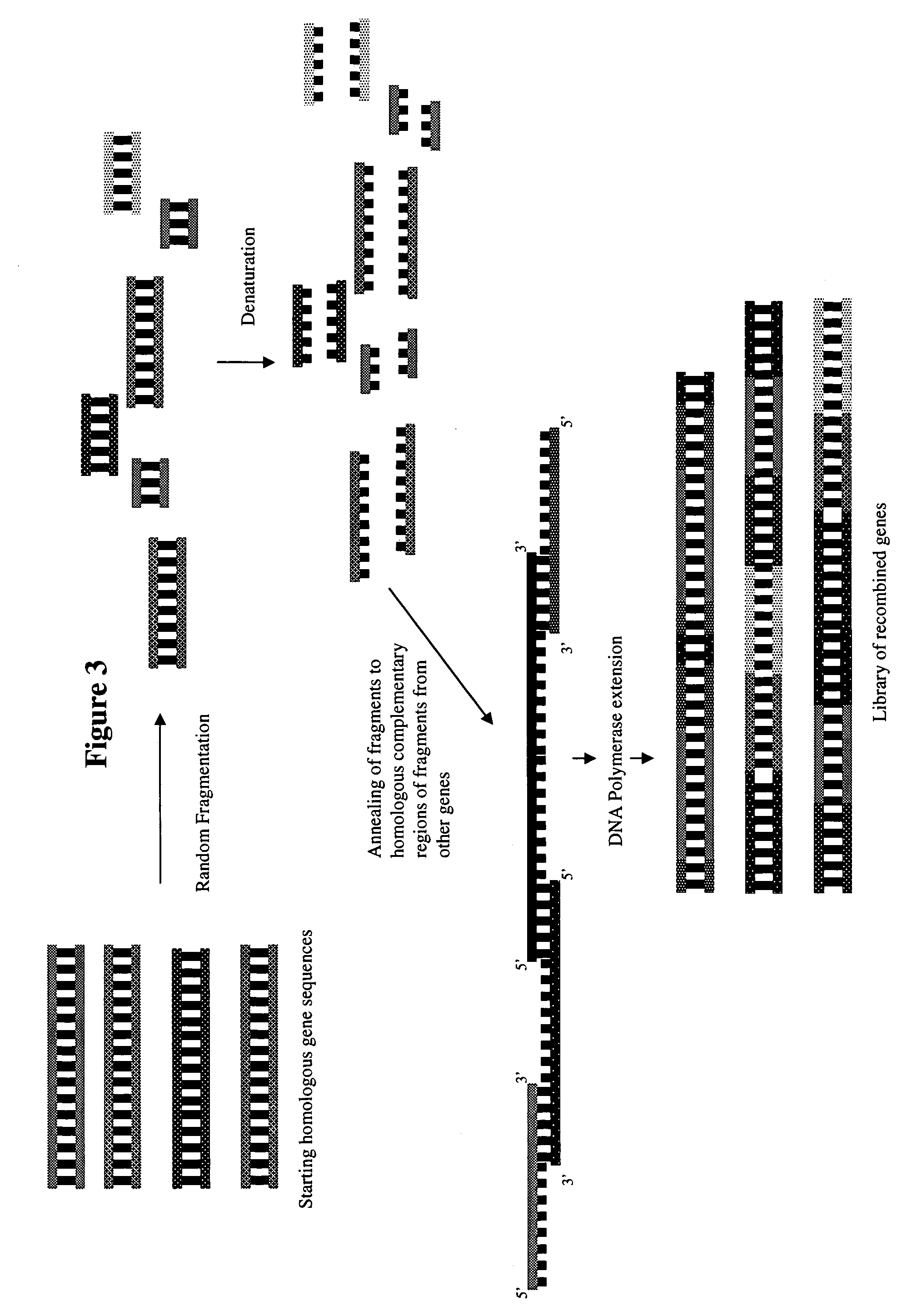 Methods and compositions for evolving hydrogenase genes