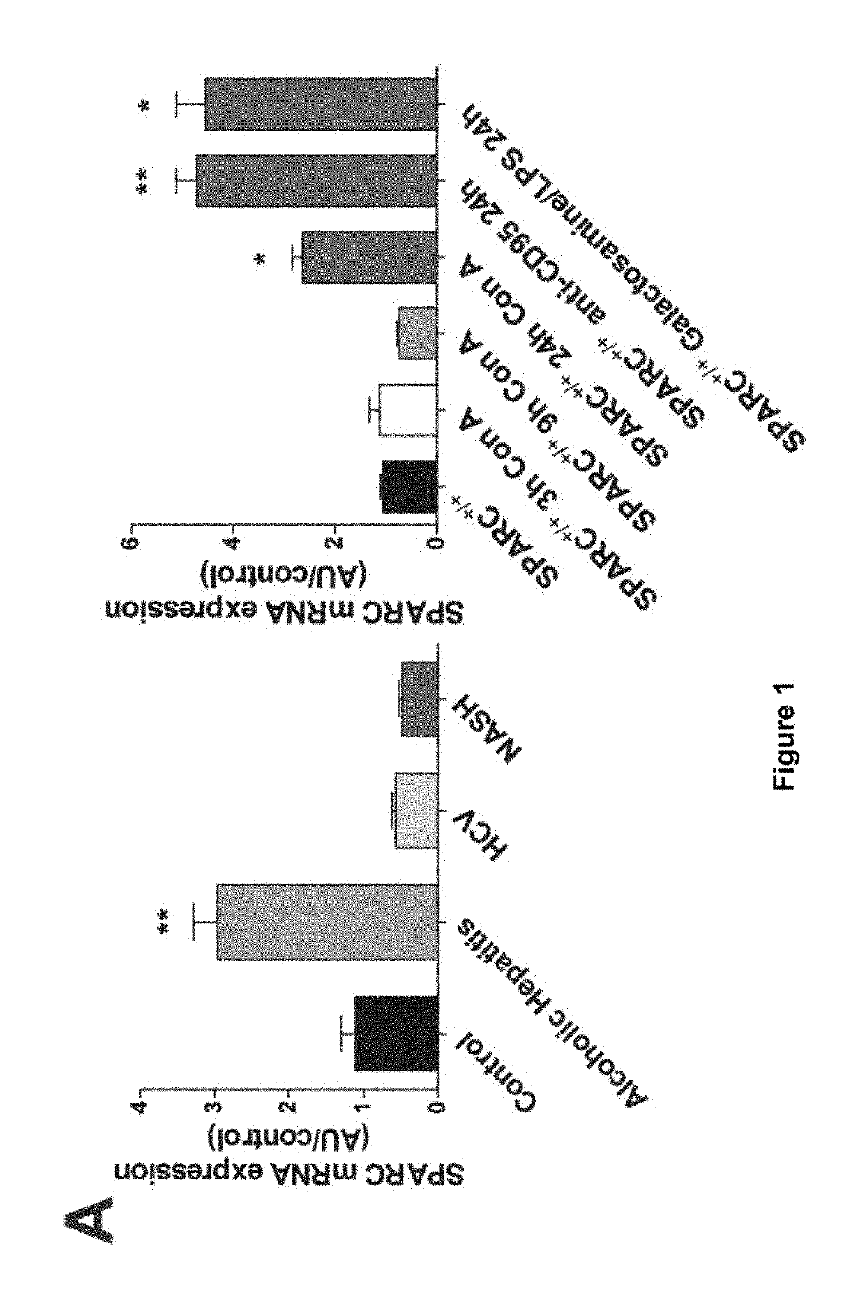 SPARC (secreted protein, acidic and rich in cysteine), a new target for the treatment and prevention of acute liver failure