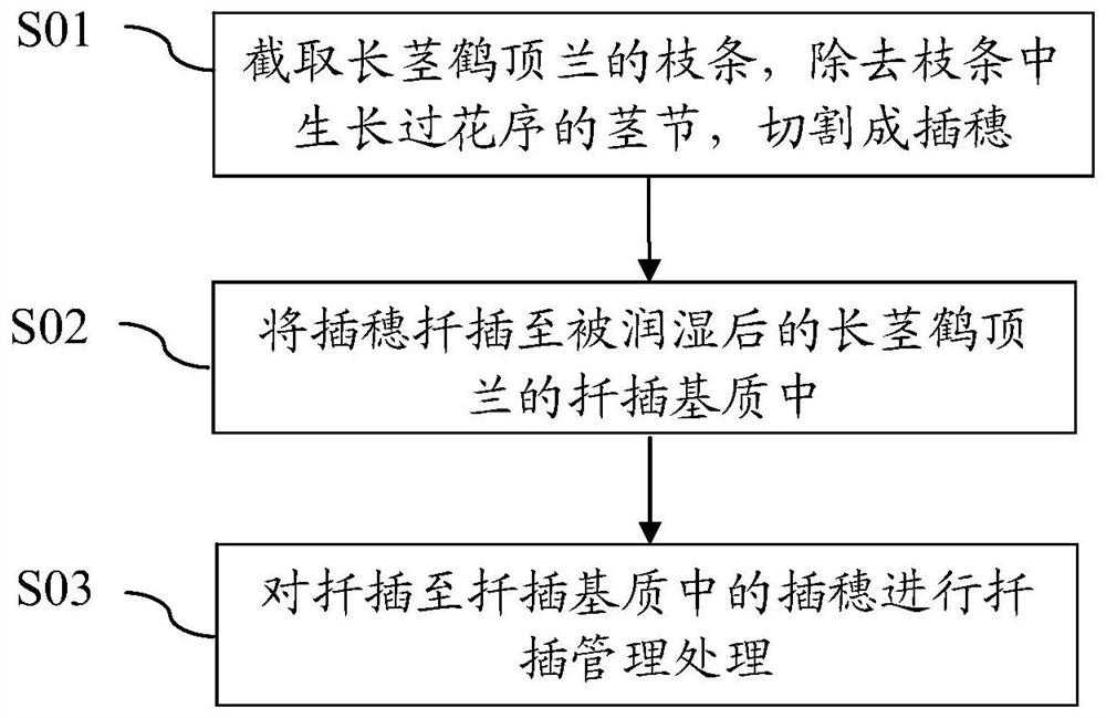 Method for cutting propagation of long-stem Hedinglan and cutting propagation medium of Long-stem Hedinglan