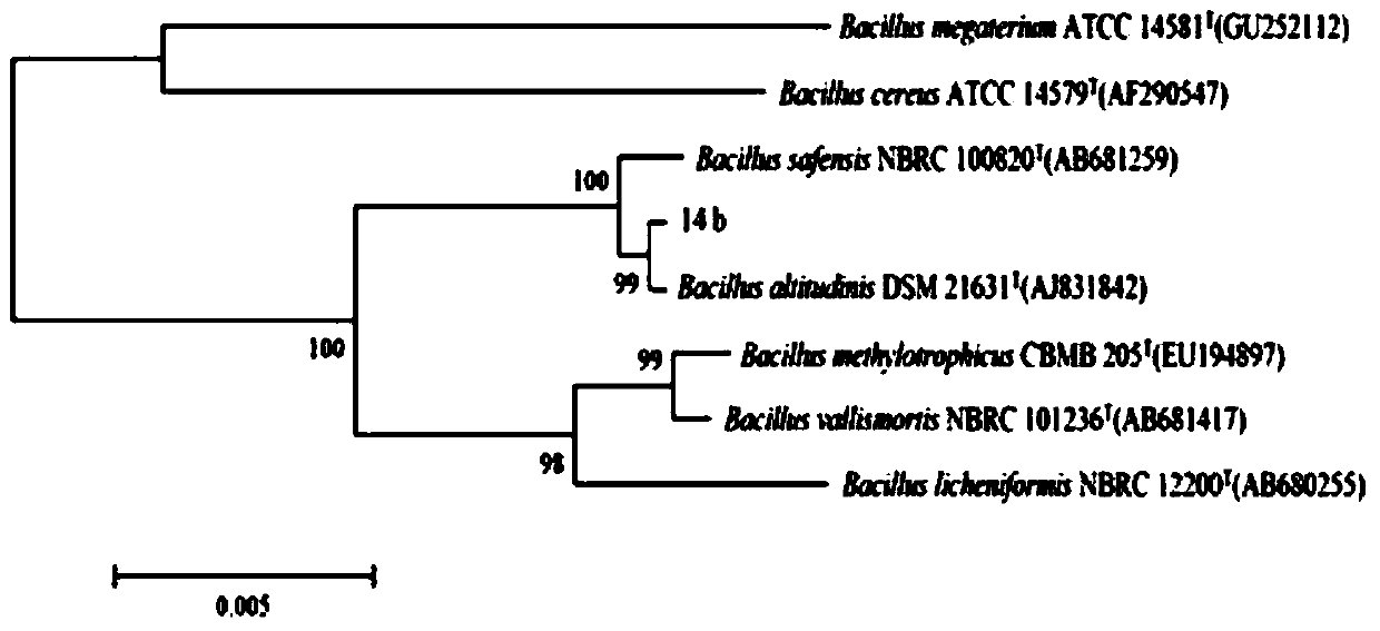 Preparation and application of a bacterial agent of Bacillus highlander