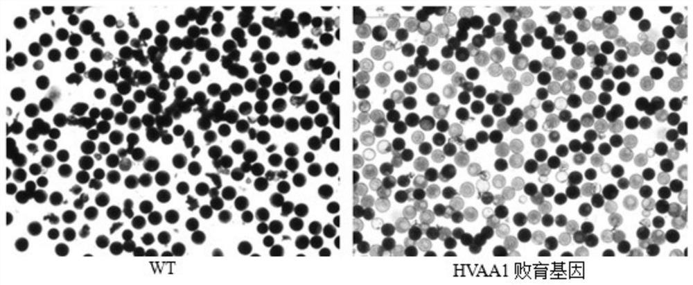 Barley α-amylase and its coding gene and application