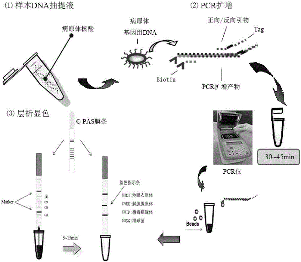 Gonococcus, treponema pallidum, chlamydia trachomatis and ureaplasma urealyticum hybrid membrane strip and detection kit