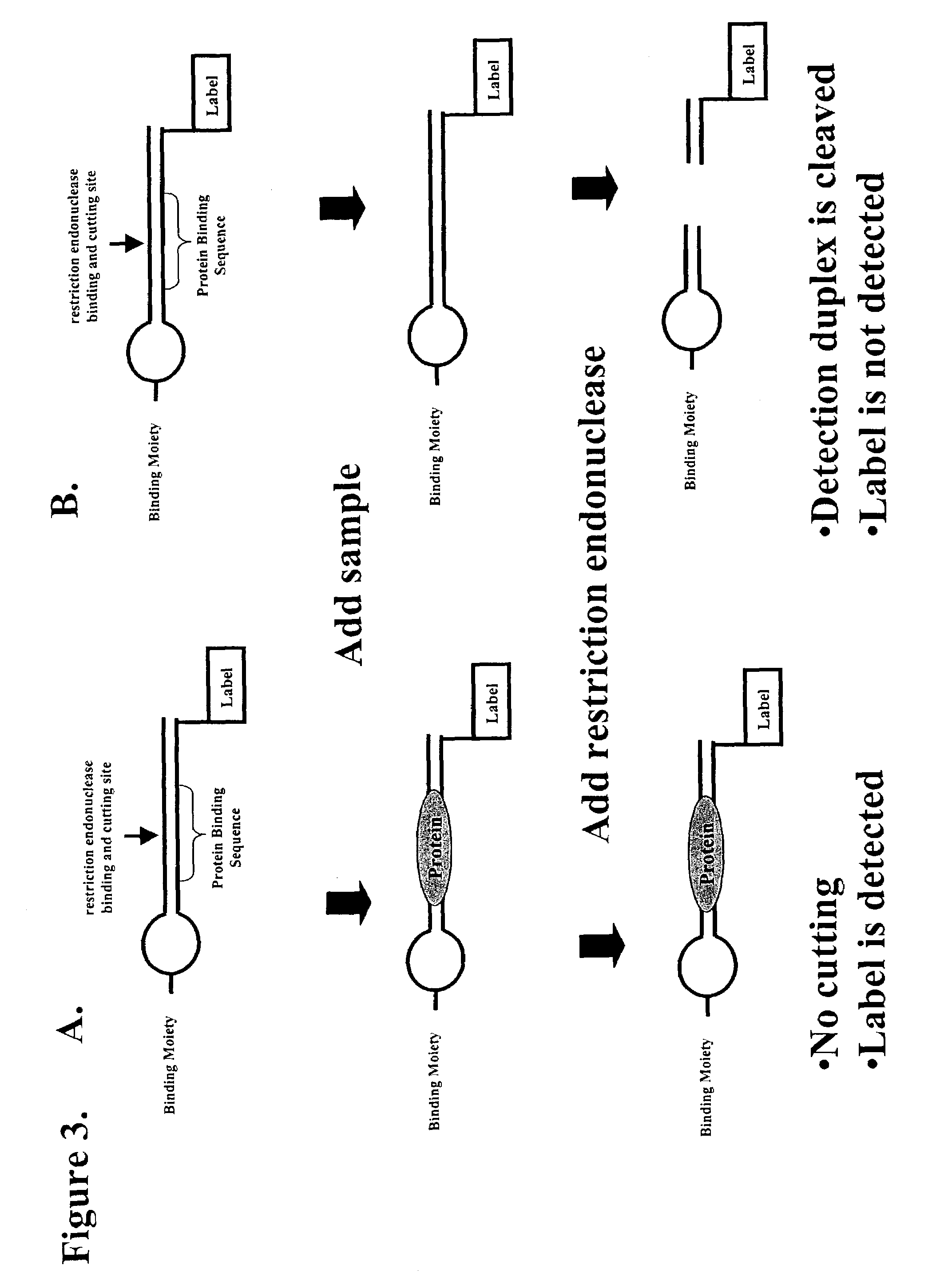Multiplex method of detecting sequence-specific DNA binding proteins using detection duplexes comprising unmodified nucleic acid sequences as capture tags