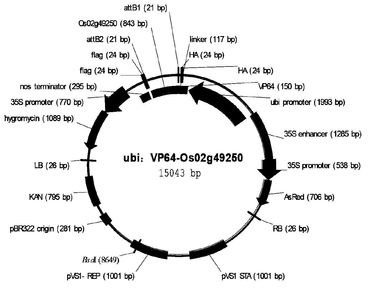 Application of rice transcription factor Os02g49250 gene