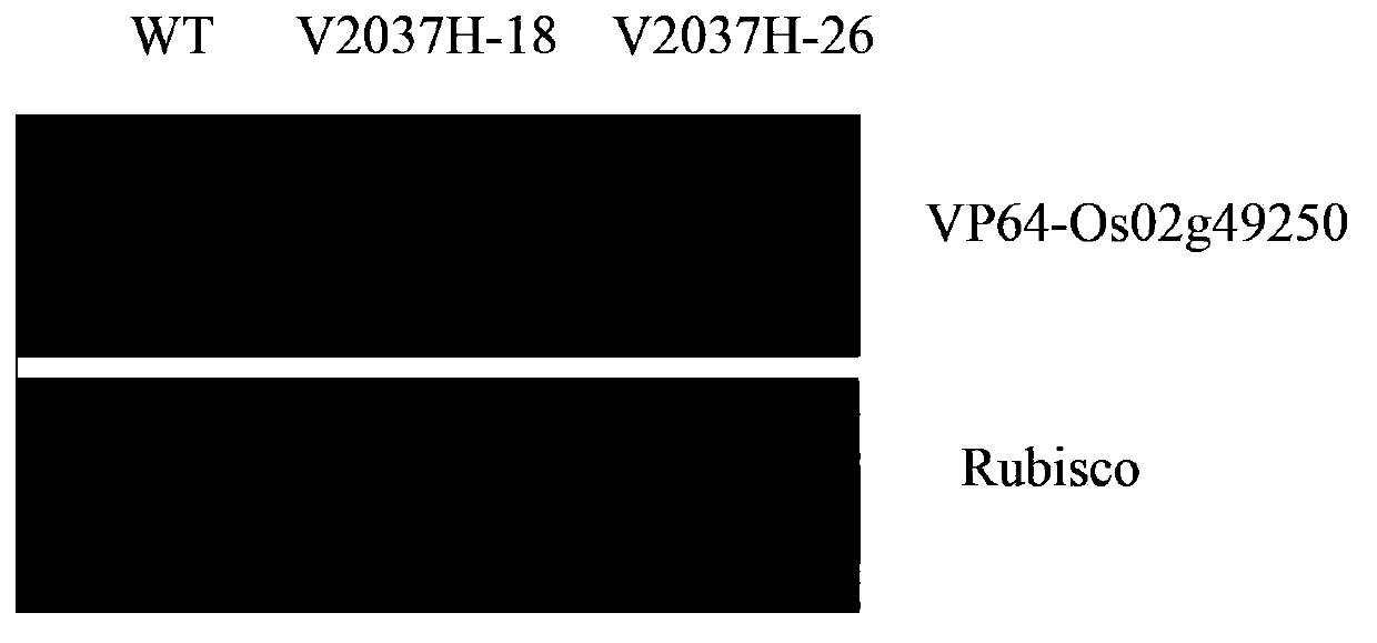 Application of rice transcription factor Os02g49250 gene