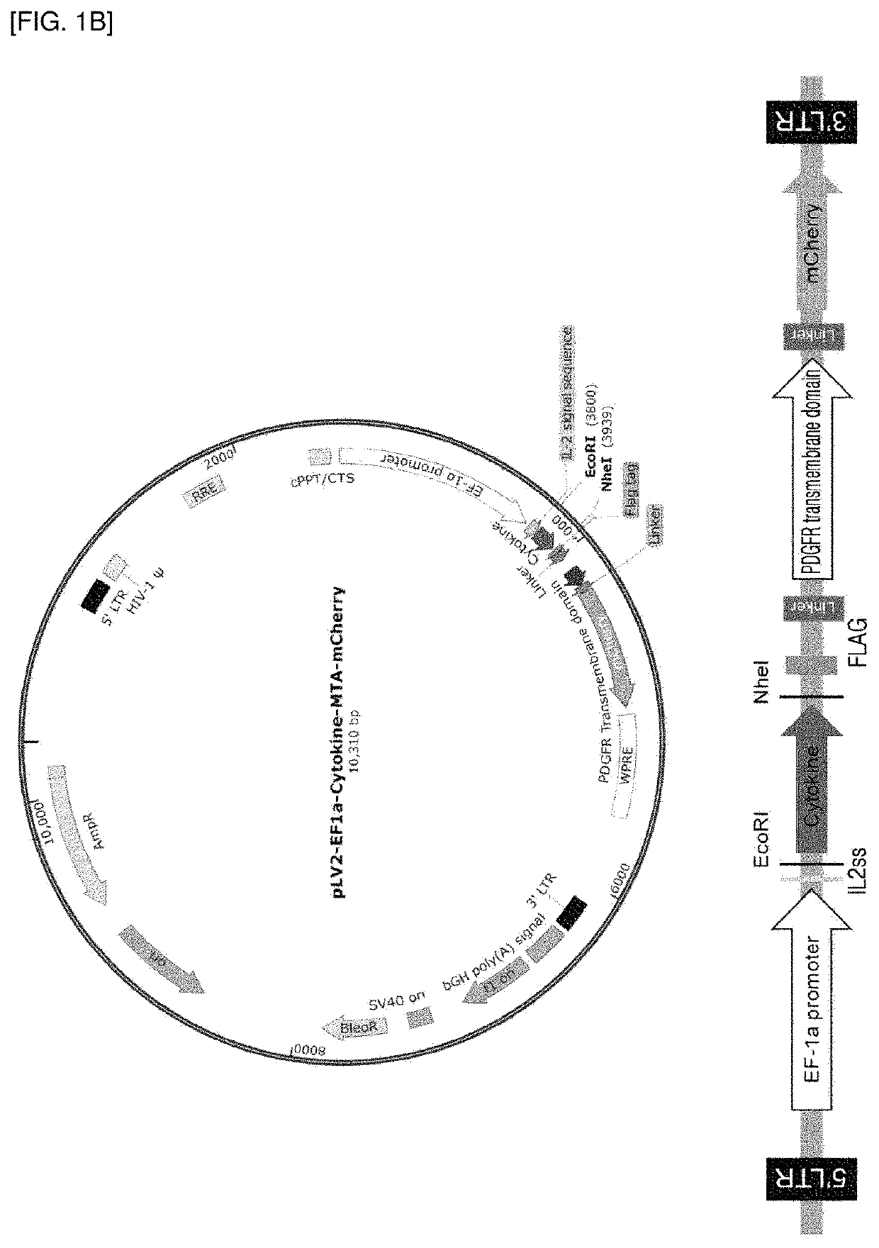 Cytokine fusion polypeptide and cytokine library comprising same