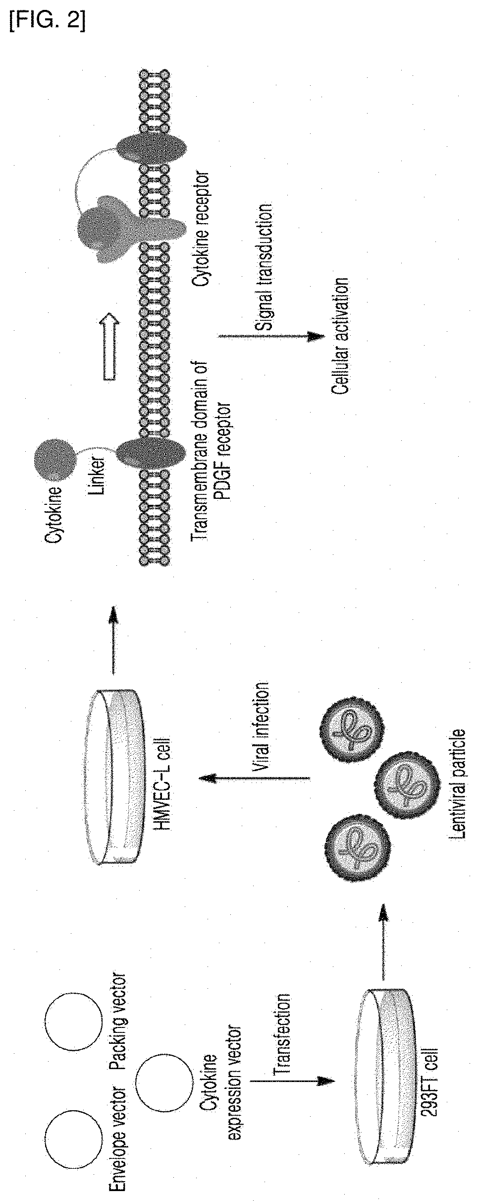 Cytokine fusion polypeptide and cytokine library comprising same
