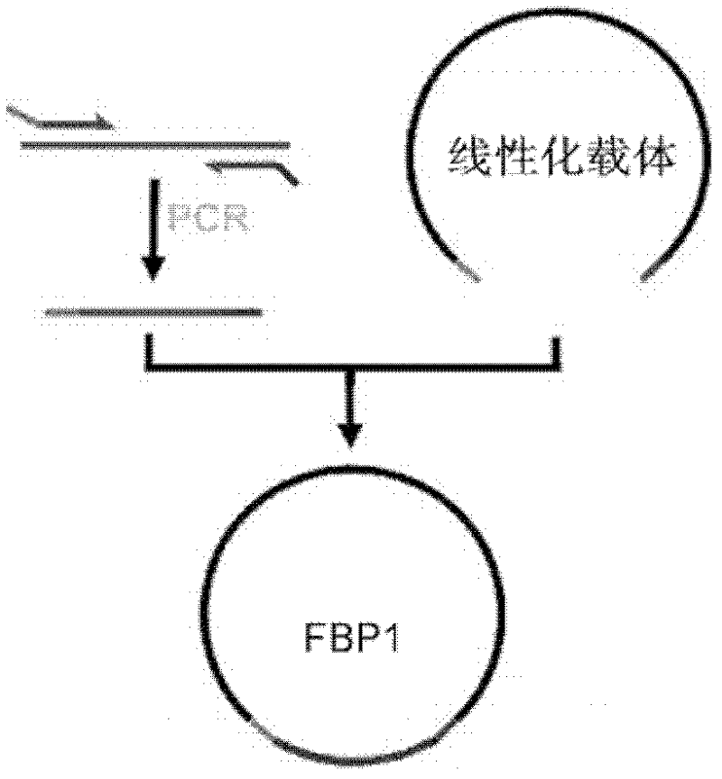 Application of FBP1 (fructose-1,6-bisphosphatase 1) gene
