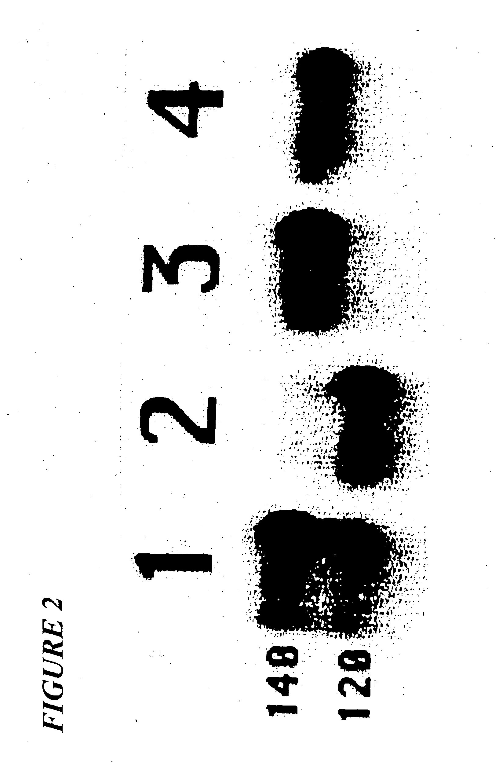 Particle-bound human immunodeficiency virus envelope glycoproteins and related compositions and methods
