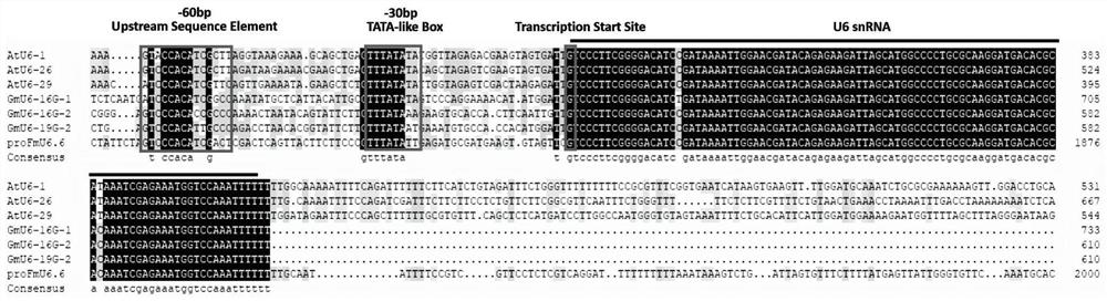 Fraxinus mandshurica U6 gene promoter proFmU6.6 and cloning and application thereof