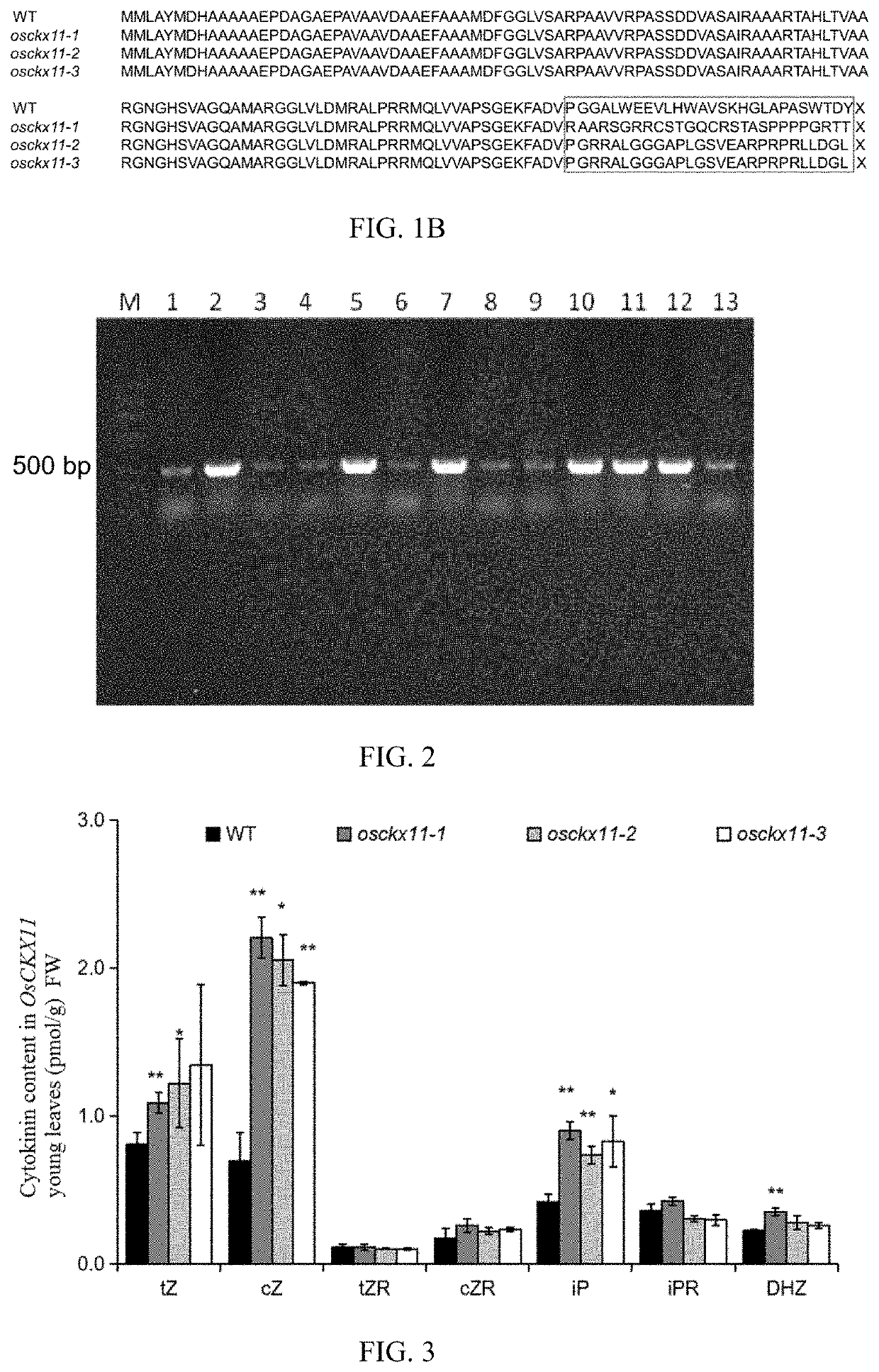 A gene osckx11 for controlling rice grain number and use thereof