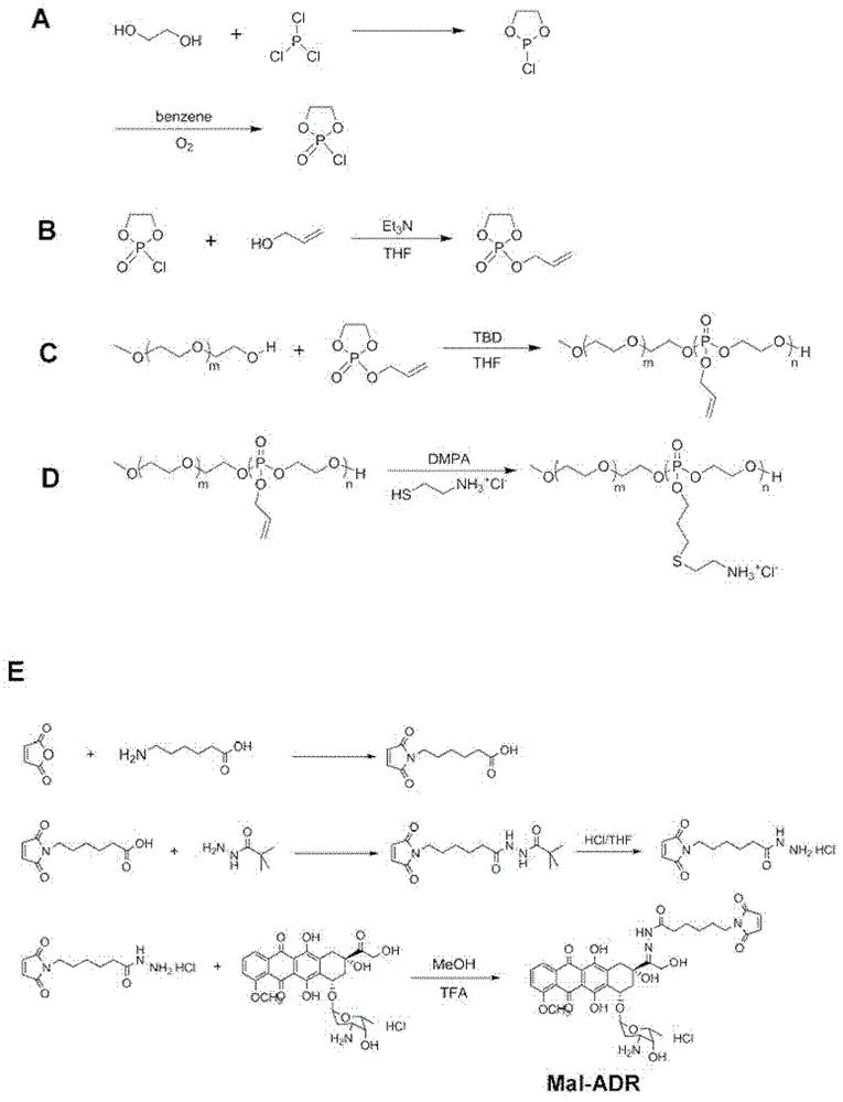 Methoxy polyethylene glycol-polyphosphate diblock copolymer and adriamycin bonding medicine thereof