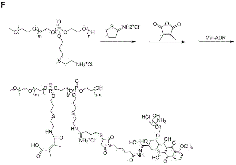 Methoxy polyethylene glycol-polyphosphate diblock copolymer and adriamycin bonding medicine thereof