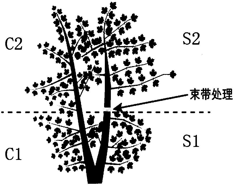 Method for controlling change of leaf colors of North American red maple