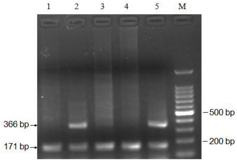 Specific PCR primer, kit and detection method for detecting bovine HCD carrier