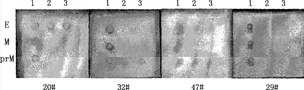 Protein chip for sironi virus detection and preparation method thereof