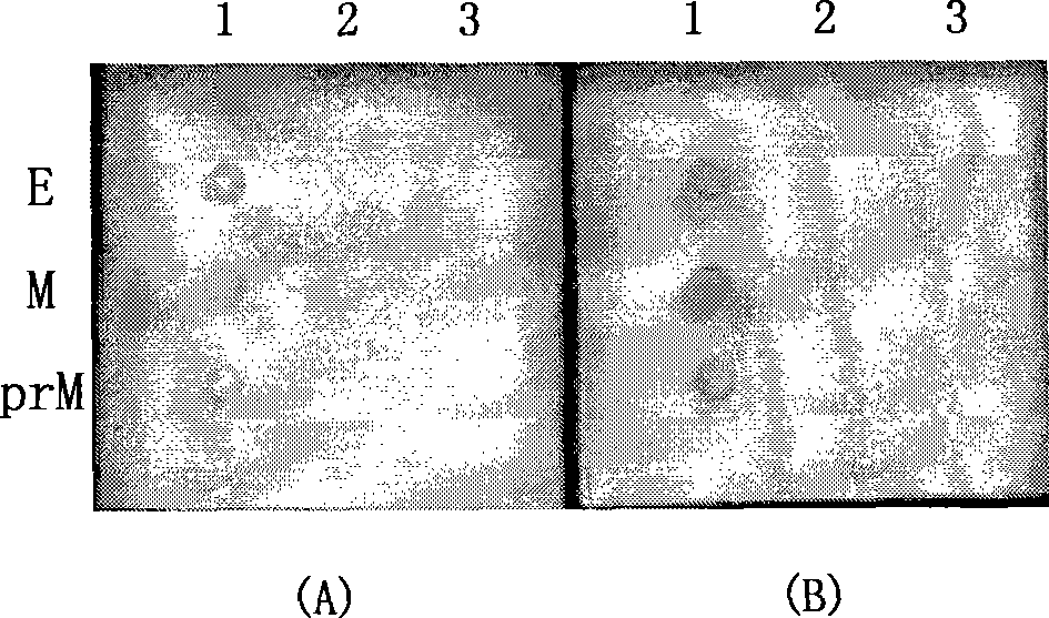 Protein chip for sironi virus detection and preparation method thereof