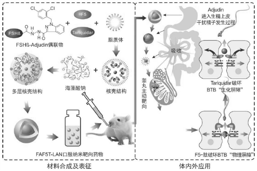 Application of F5-peptide and/or P-gp inhibitor in preparation of cross-blood-testis barrier drug, oral targeting nanoparticle and drug