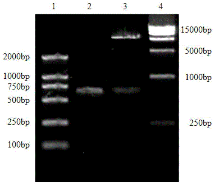 Specific binding peptide of duck hepatitis virus type I vp1 protein and its application