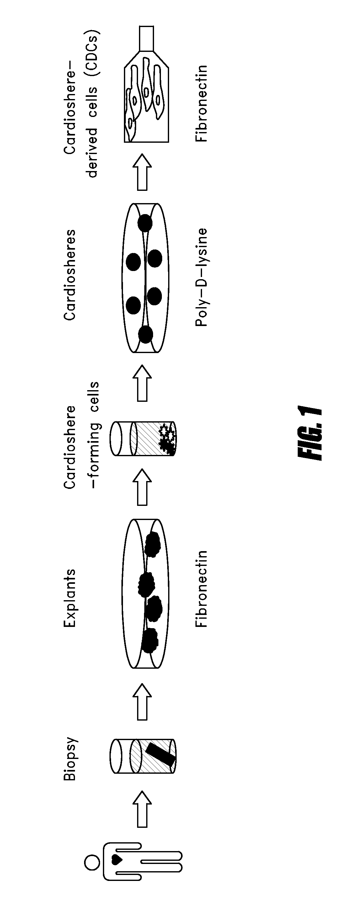 Systems and methods for cardiac tissue repair