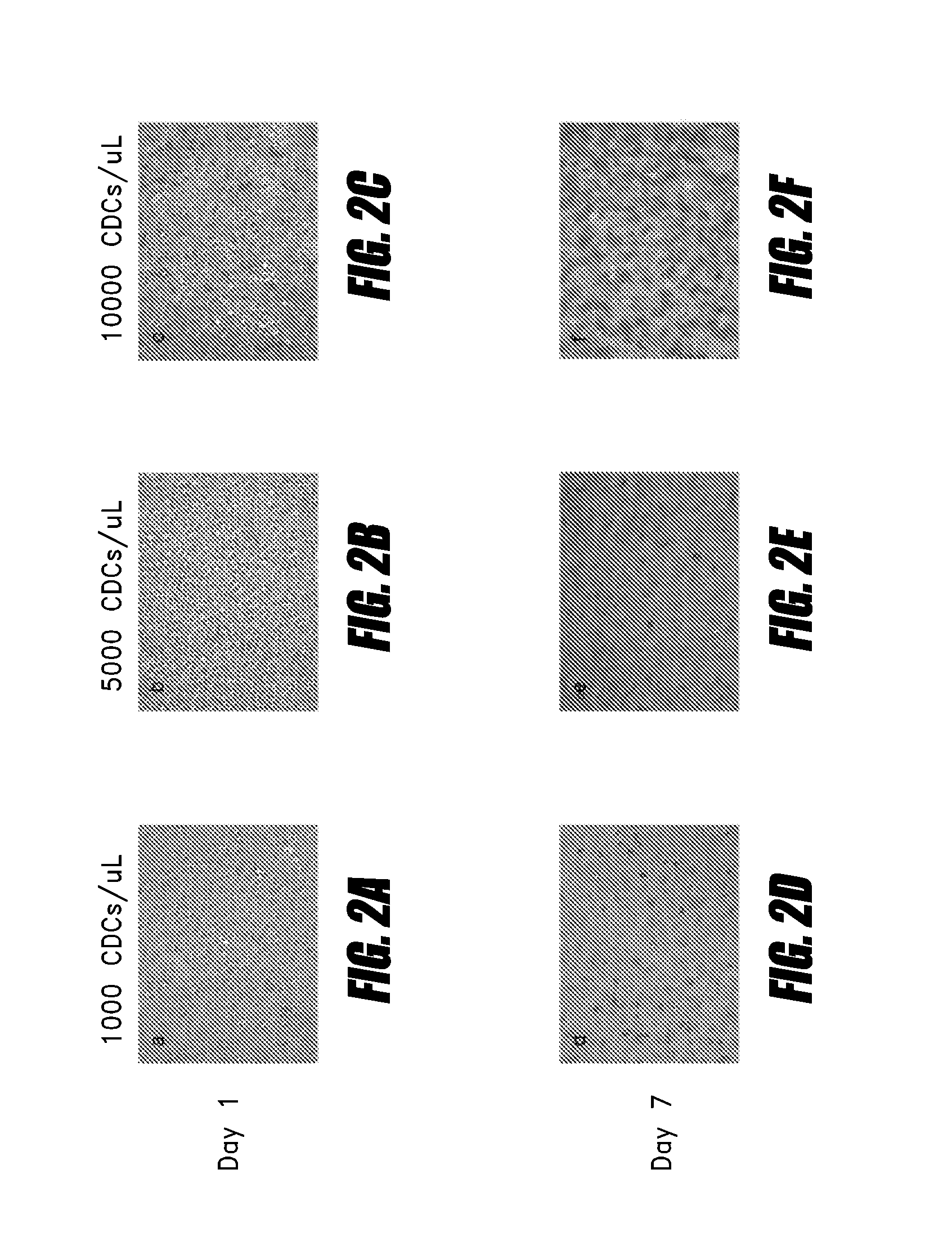 Systems and methods for cardiac tissue repair