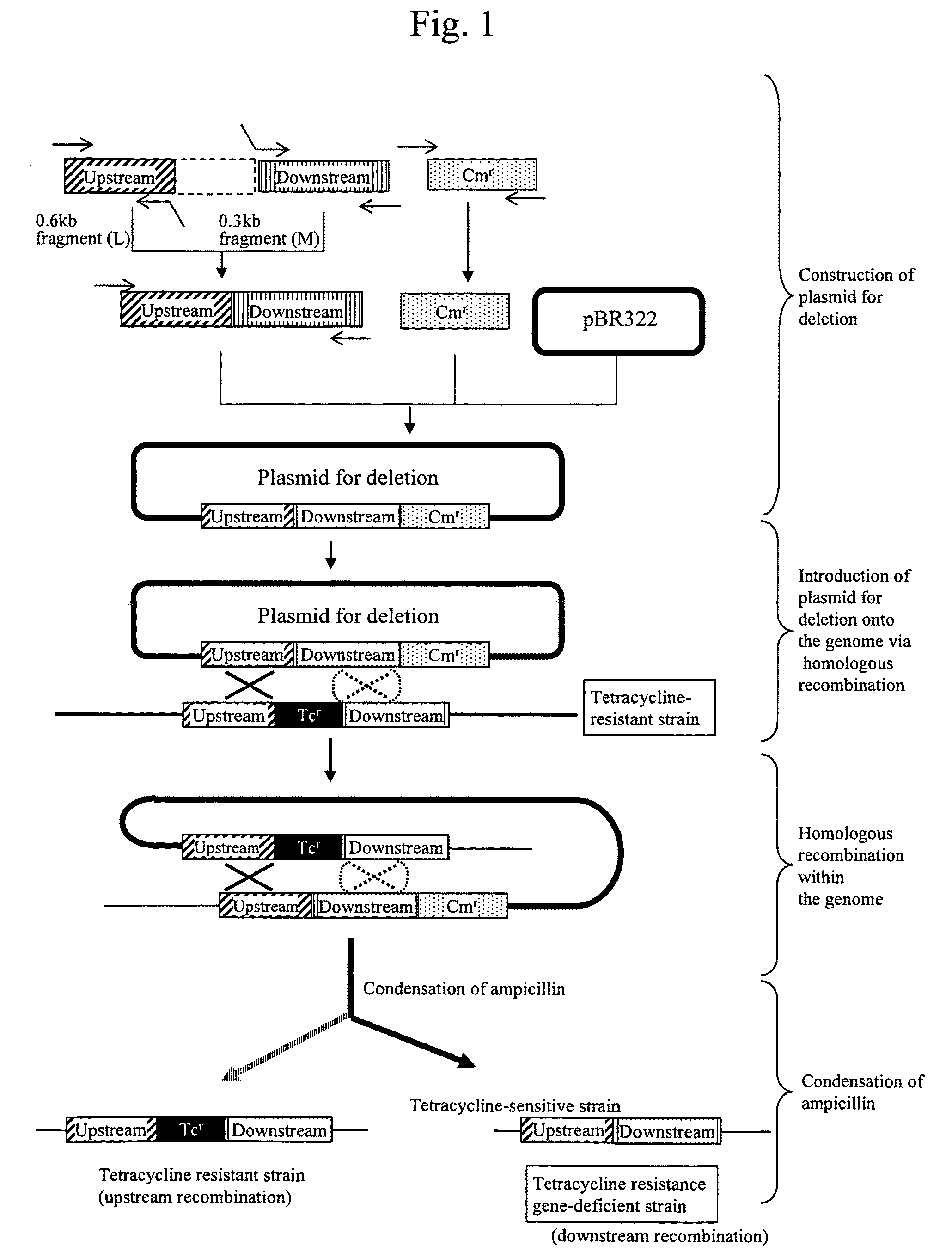 Bacillus subtilis mutant strain