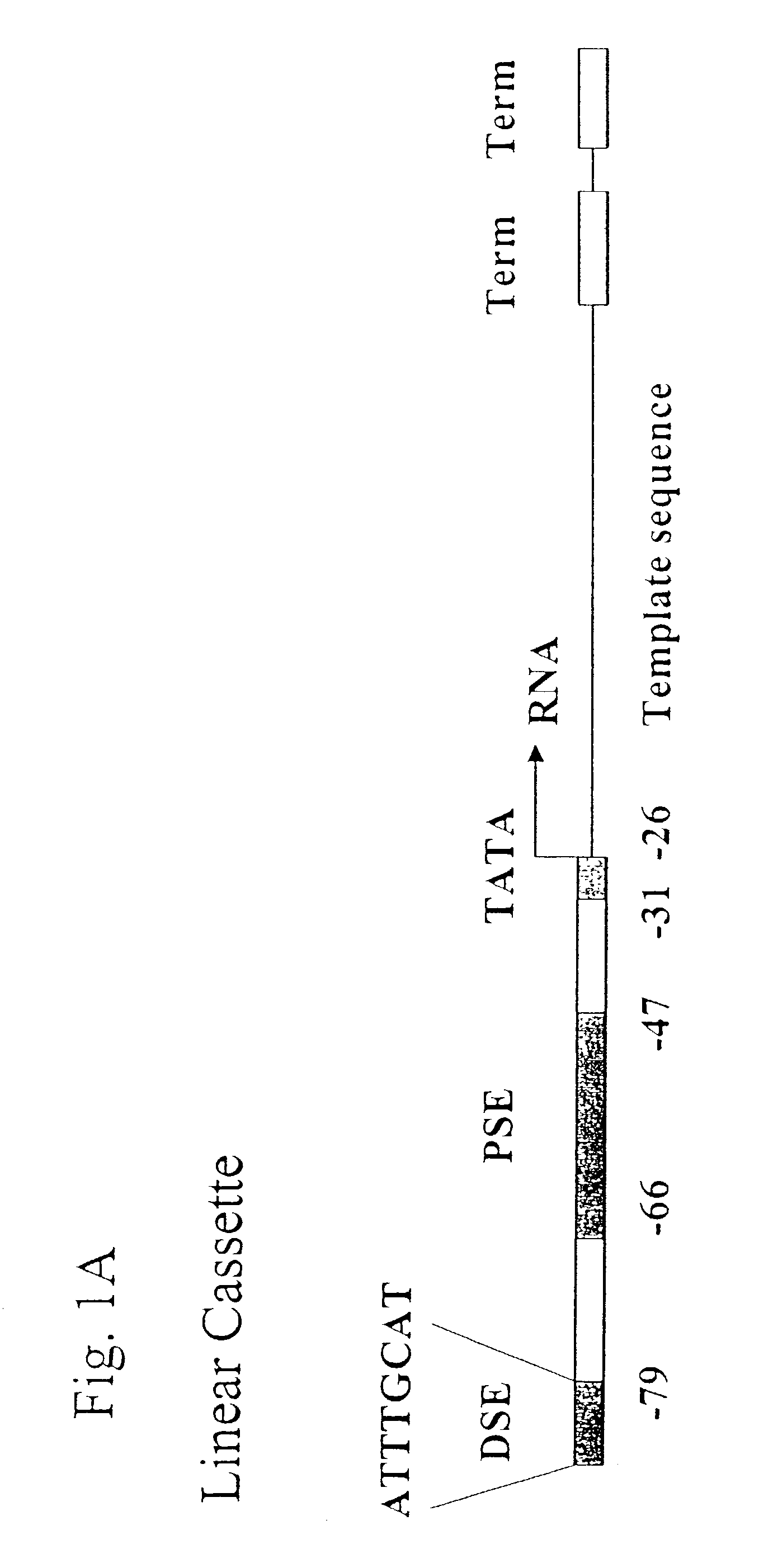 Compositions for DNA mediated gene silencing