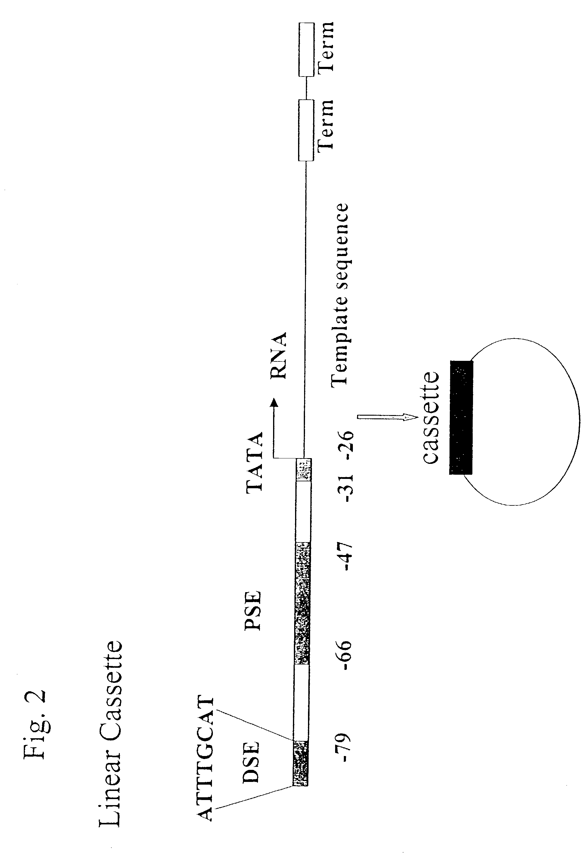 Compositions for DNA mediated gene silencing